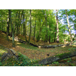 Rezerwat 