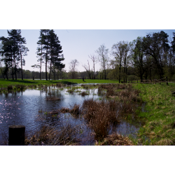 Rezerwat „Krajkowo”