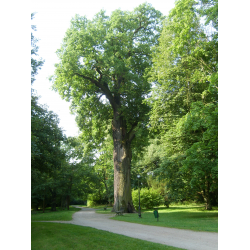 Dąb Cysters w Rudach
