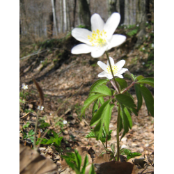 Flora