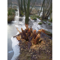 Starorzecze przy klasztorze w Rudach