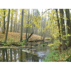 Rezerwat przyrody „Brzeźniczka”   