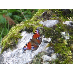 Fauna Parku