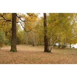 Rezerwat przyrody „Jedlnia”   
