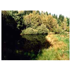 Lewice - rezerwat torfowiskowy