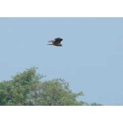 Fauna Parku