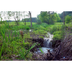 Ponory Suchej Strugi w Kolonii Lisowice