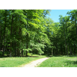 Przyroda