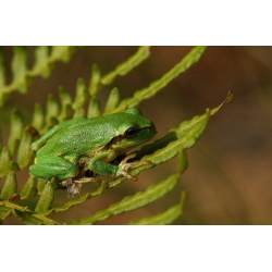 Fauna Parku