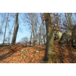 Sokole Góry