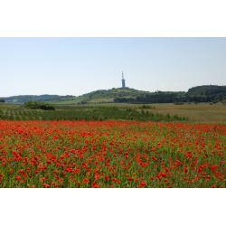 Rezerwat 