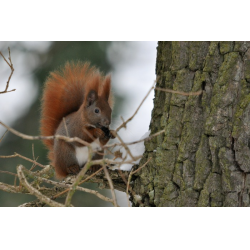 Fauna Parku