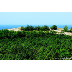 Park Florystyczno - Krajobrazowy „Mierzeja Sarbska”