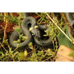 Fauna Parku