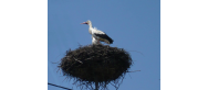 Monitoring gniazda bocianów 