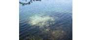 Jezioro Jasne