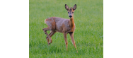 Fauna