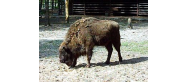 Rezerwat Pokazowy Żubrów