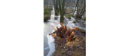 Starorzecze przy klasztorze w Rudach