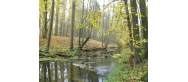 Rezerwat przyrody „Brzeźniczka”   