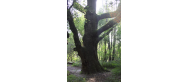 Dąb szypułkowy Bartek Mazowiecki