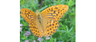 Fauna Parku
