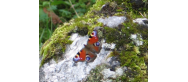 Fauna Parku