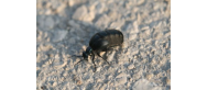 Fauna Parku