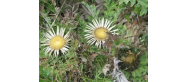 Flora parku