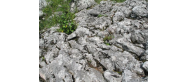Rezerwat - 
