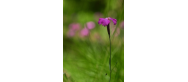 Flora parku