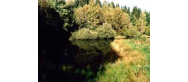 Lewice - rezerwat torfowiskowy