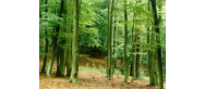 Rezerwat 