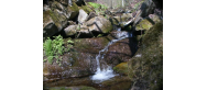 Przyroda