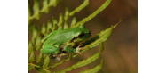 Fauna Parku