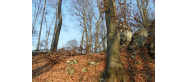 Sokole Góry
