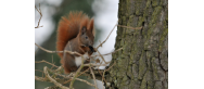 Fauna Parku
