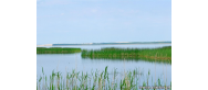 Rezerwat Florystyczny „Nowe Wicko”