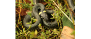 Fauna Parku