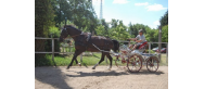 Gospodarstwo Agroturystyczne Polna 6