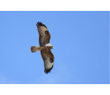 Myszołów (Buteo buteo), fot. Grzegorz Jędro