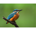 Zimorodek (Alcedo atthis), fot. Grzegorz Jędro