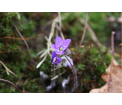 Przylaszczka pospolita (Hepatica nobilis), fot. Elwira Ahmad