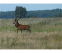 Jeleń szlachetny  (Cervus elaphus), fot. Lucjan Duchnowicz