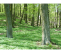 Grąd środkowoeuropejski (fot. Paweł Śliwa)
