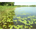 Pas przybrzeżny Gopła (fot. Jacek Krzysztof Kowalski)