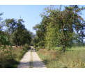 Śródpolna aleja drzew owocowych (fot. Artur Golis)
