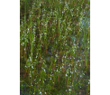 Kwitnąca lobelia jeziorna (Lobelia dortmanna), fot. Lucjan Duchnowicz