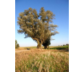 Wierzby przy drodze z Wąpierska do Tarczyn