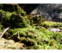 Bezlist okrywowy (Buxbaumia viridis).
